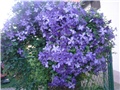 clematis